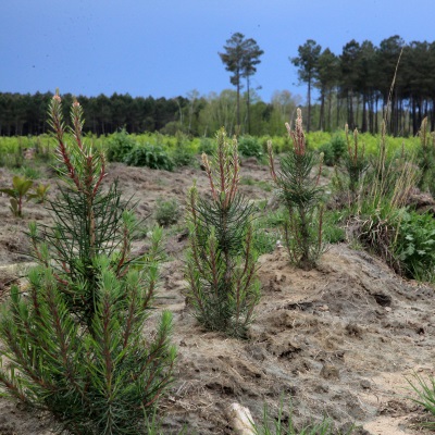 A forest in southwestern France