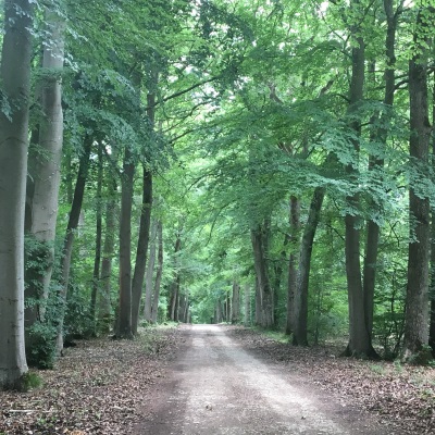 NEW FOREST ACQUIRED IN NORMANDY